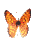 butfly4.gif (2698 bytes)